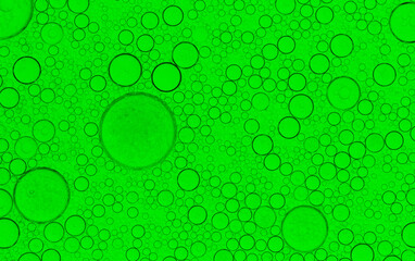 Macro microscope green bubble texture, Close-up Green bubbles and drops oil background . green green water bubbles, close up golden oil drop for cosmetic.