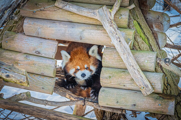 北海道　札幌市　円山動物園　レッサーパンダ