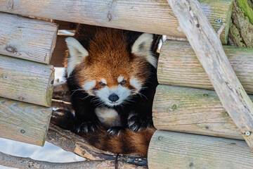 北海道　札幌市　円山動物園　レッサーパンダ