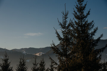 coniferous pine green forest against the background of mountains and clear blue sky, Ukraine