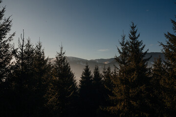 coniferous pine green forest against the background of mountains and clear blue sky, Ukraine