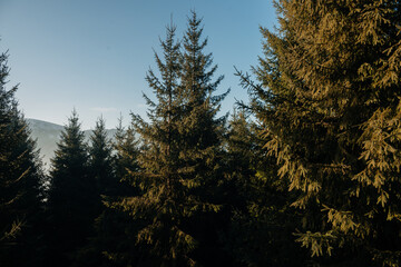 coniferous pine green forest against the background of mountains and clear blue sky, Ukraine