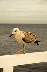 a seagull walks against the backdrop of the sea