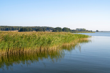 Schilfgras im Achterwasser, Ückeritz, Insel Usedom, Ostsee, Mecklenburg-Vorpommern, Deutschland,...