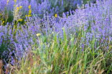Naklejka premium Lavender flowers close-up background
