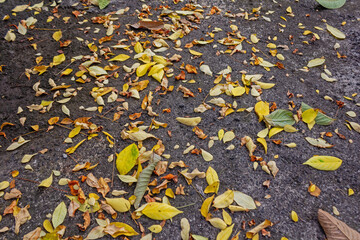 Fallen Starfruit Leaves Scattered on Concrete Floor