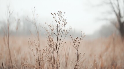 Obraz premium Winter field, foggy morning, dry plants, serene landscape, nature wallpaper