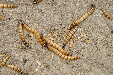 King mealworm (zophobas morio) is a popular feed ingredient that is widely used to give to...