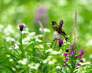 お花畑とカワラヒワ
