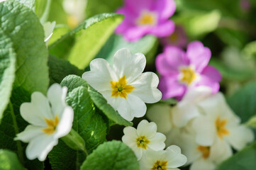 closeup of  fresh and beautiful white and pink primrose flowers