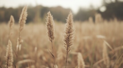 Fototapeta premium Autumn field grasses, tranquil scene, nature background, website design