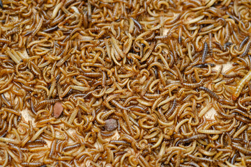 Larvae of alphitobius diaperinus is a popular feed ingredient that is widely used to give to reptiles, songbirds and other poultry.