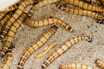 King mealworm (zophobas morio) is a popular feed ingredient that is widely used to give to reptiles, songbirds and other poultry.