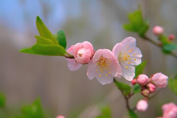 Obraz premium apple tree blossom