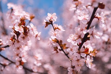 cherry blossom in spring