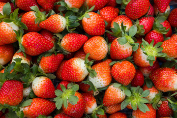 Farmer Picking Ripe Strawberries During Harvest Season In Field