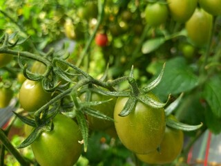 Vegetables are edible plants or plant parts that are consumed as food. They come in a variety of...