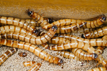 King mealworm (zophobas morio) is a popular feed ingredient that is widely used to give to...