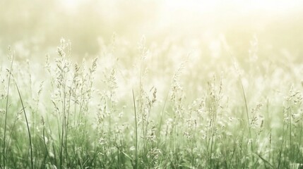 Sunlit meadow grasses, sunrise, tranquil nature scene, idyllic rural landscape, website header