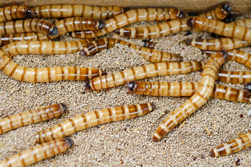 King mealworm (zophobas morio) is a popular feed ingredient that is widely used to give to reptiles, songbirds and other poultry.