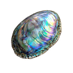 Fototapeta premium Colorful Abalone Shell Displaying Iridescent Patterns and Textures
