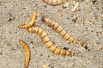 King mealworm (zophobas morio) is a popular feed ingredient that is widely used to give to reptiles, songbirds and other poultry.