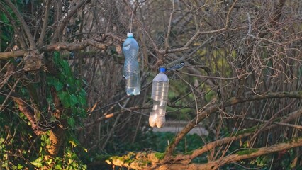 Wild Eurasian Blue Tit Titmouse Bird Eating Sunflower Seeds from DIY Bird Feeder Made of Plastic PET Bottle