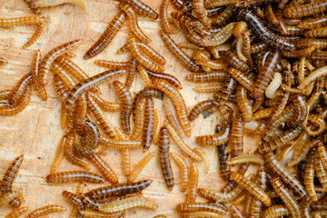 Larvae of alphitobius diaperinus is a popular feed ingredient that is widely used to give to reptiles, songbirds and other poultry.