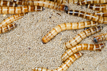King mealworm (zophobas morio) is a popular feed ingredient that is widely used to give to reptiles, songbirds and other poultry.