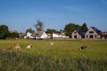 Rinder auf der Wiese, Zempin, Insel Usedom, Ostsee, Mecklenburg-Vorpommern, Deutschland, Europa