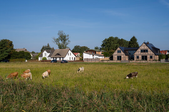 Rinder auf der Wiese, Zempin, Insel Usedom, Ostsee, Mecklenburg-Vorpommern, Deutschland, Europa