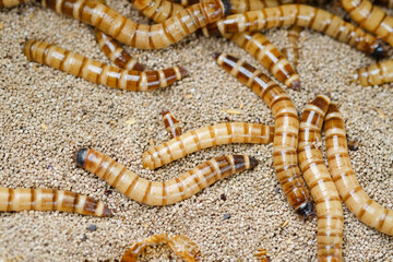 King mealworm (zophobas morio) is a popular feed ingredient that is widely used to give to reptiles, songbirds and other poultry.