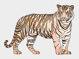 tiger vector illustration