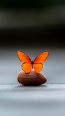 Orange Butterfly Resting on a Seed Pod Nature Still Life