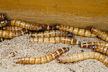 King mealworm (zophobas morio) is a popular feed ingredient that is widely used to give to reptiles, songbirds and other poultry.