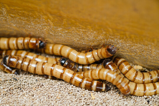 King mealworm (zophobas morio) is a popular feed ingredient that is widely used to give to reptiles, songbirds and other poultry.