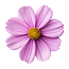 Fototapeta premium cosmos flower isolated on transparent white background, clipping path