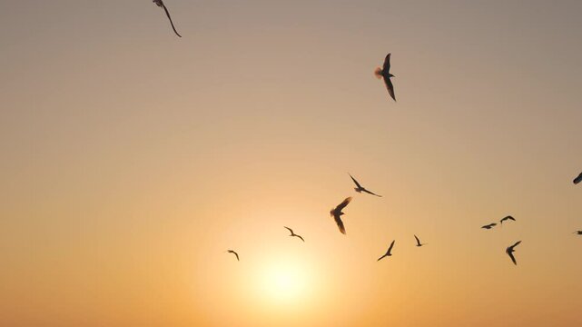 4K Slow motion shot of group of seagulls flying in the sky during the sunset at Mandvi beach in Kutch, Gujarat, India. Flock of sea gulls against the orange colored sky during sun down. 