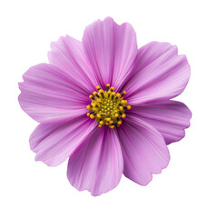 cosmos flower isolated on transparent white background, clipping path