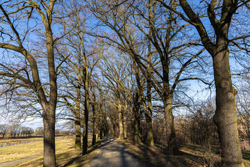 Spring park with cobblestone path by the river and trees without leaves. Spring landscape. Poland