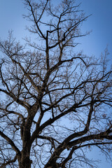 Branches of oak tree, without leaves against blue sky. Spring landscape