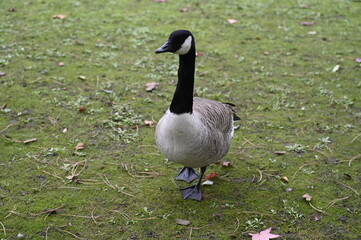 Bernache du Canada dans un parc