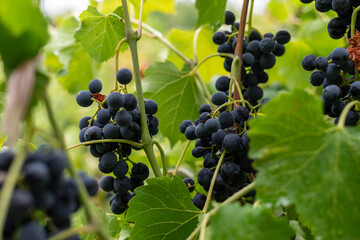 Ripe bunches of black grapes on the vine, Moldova