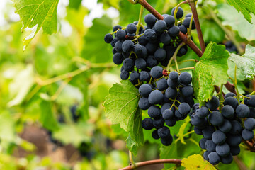 Ripe bunches of black grapes on the vine, Moldova