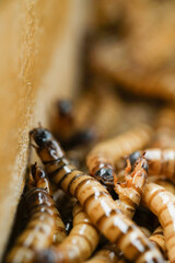 King mealworm (zophobas morio) is a popular feed ingredient that is widely used to give to reptiles, songbirds and other poultry.