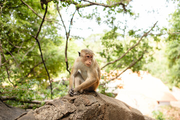 A monkey is sitting on a stone