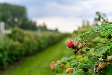 Ripe raspberries on the bushes, growing on a farm, Quebec, Canada.