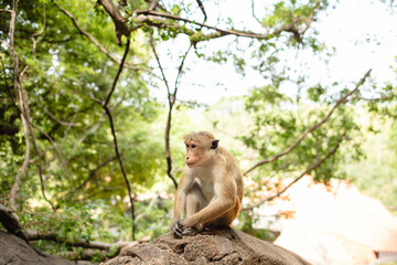A monkey is sitting on a stone