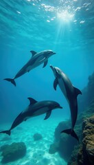 Fototapeta premium Dolphins swimming gracefully in clear water, Tenerife , blue, relaxing