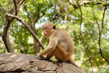 A monkey is sitting on a stone